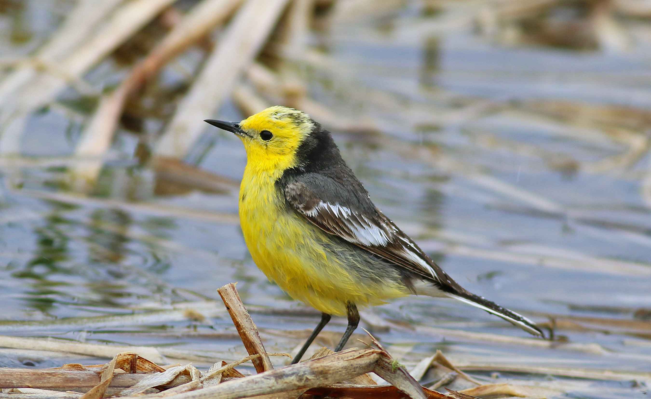 Citrine Wagtail
